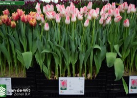 Tulipa Mickey Chic ® (1)